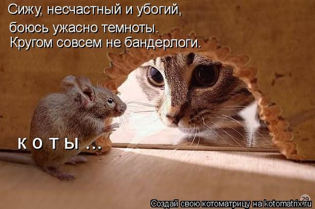 Лучшие котоматрицы недели