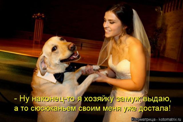 Лучшие котоматрицы недели