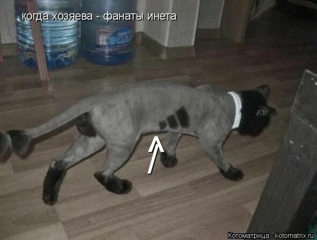 Лучшие котоматрицы недели