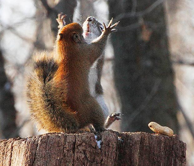 Жестокая битва белок за орех (4 фото)