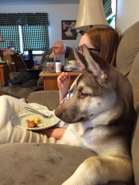 Порция картинок