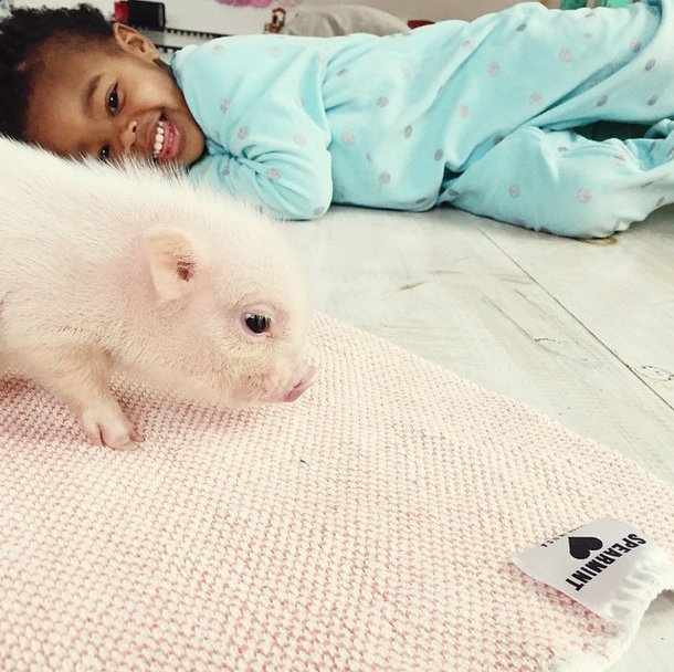 Милая дружба двухлетней девочки и поросенка