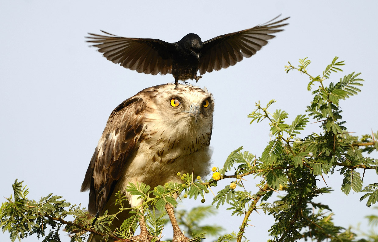 Angry Birds