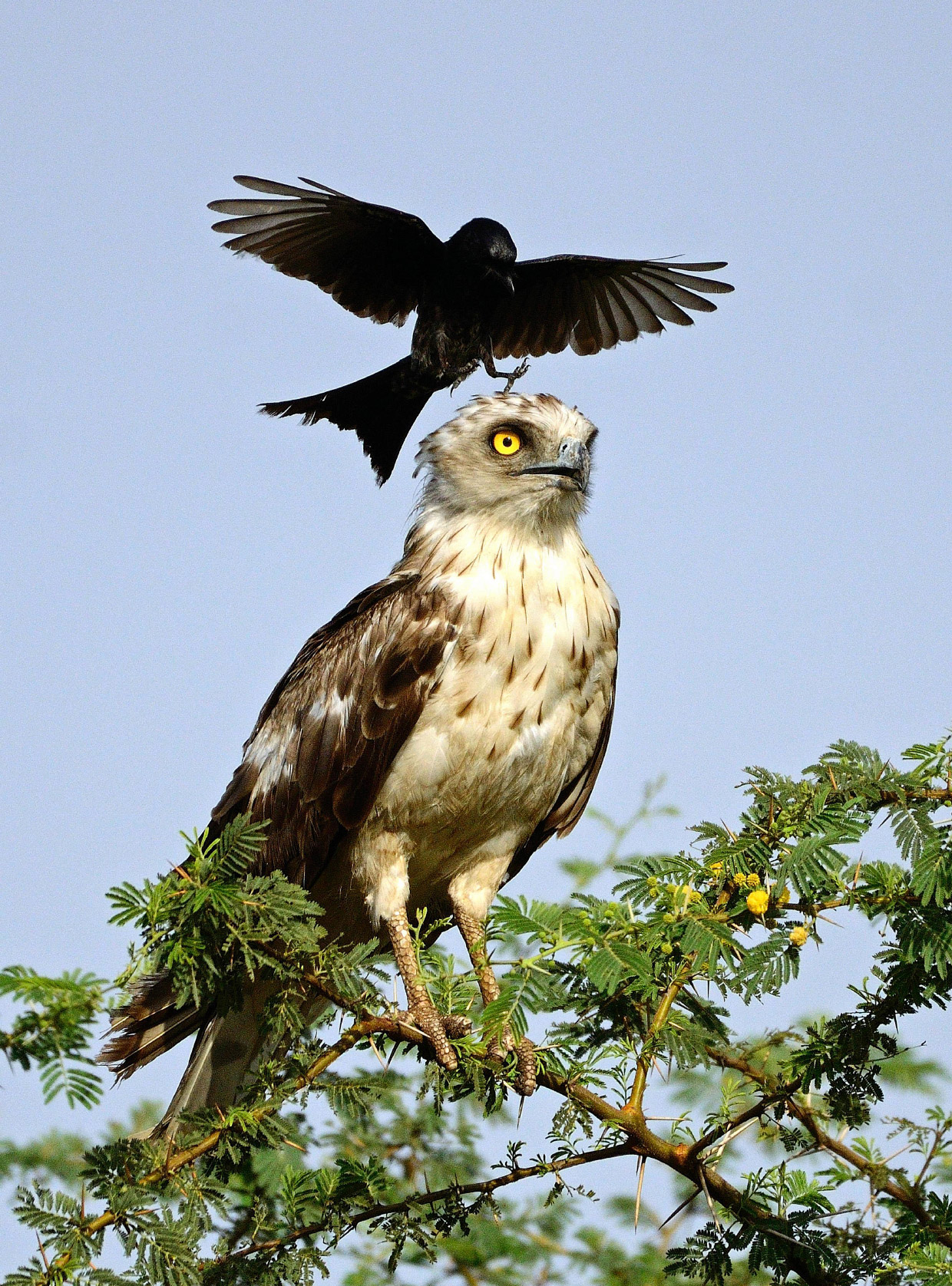 Angry Birds