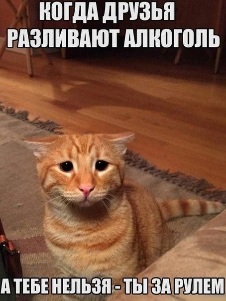 Смешные картинки с подписями
