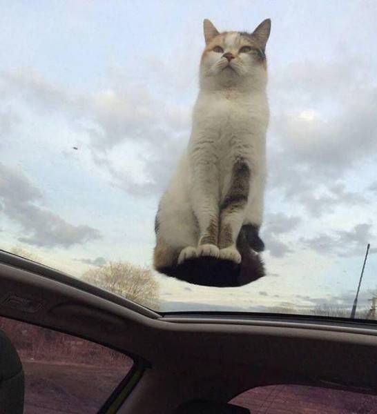 Прикольные картинки