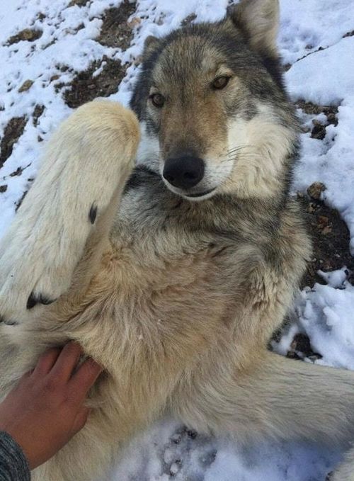 Находка щенка