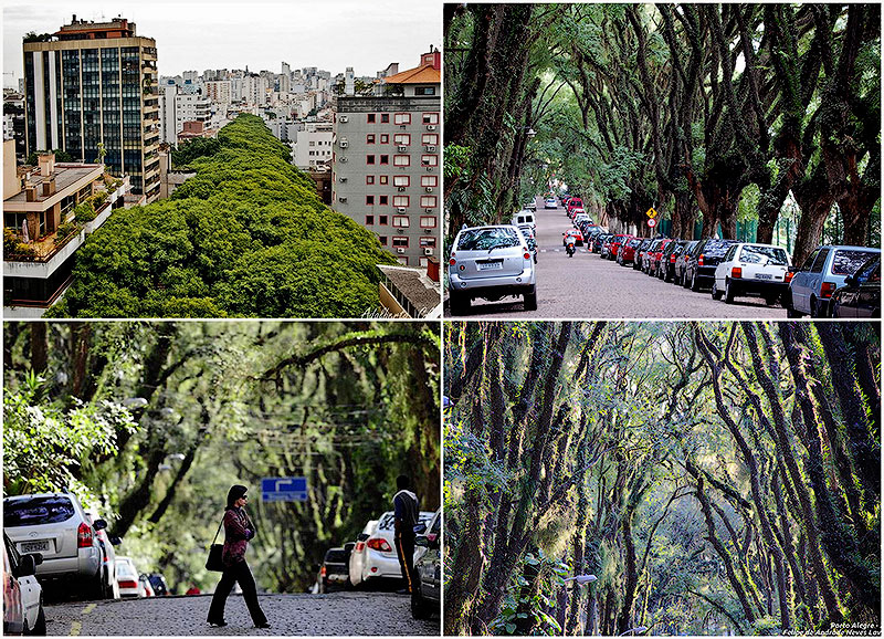 Удивительная улица Руа Гонсалу де Карвальо