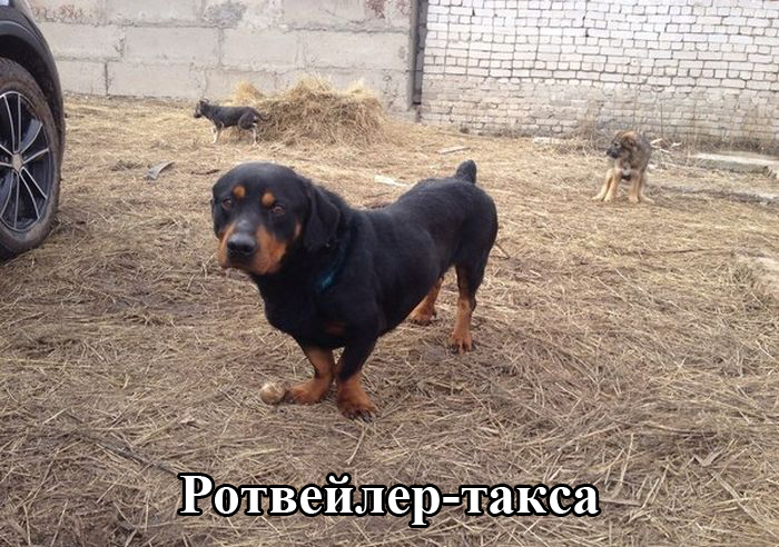 Порция картинок