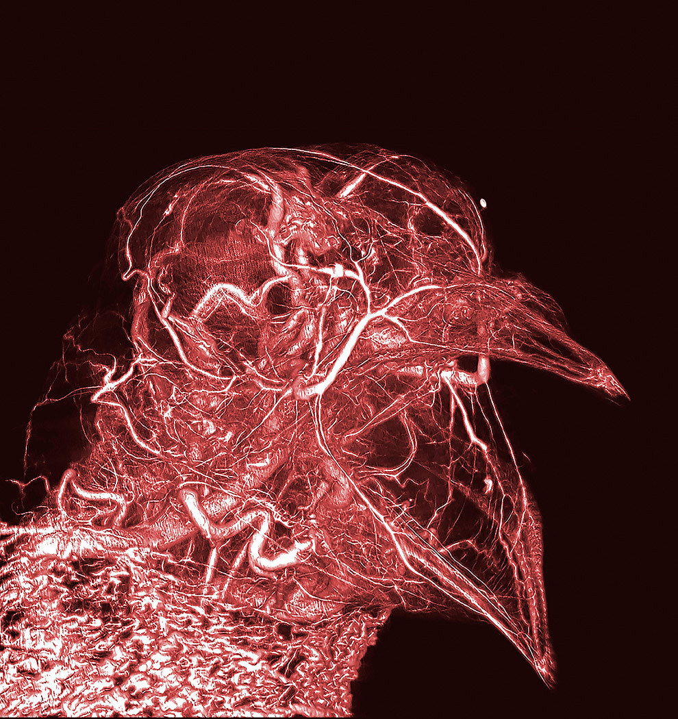 Конкурс фотографии в области биомедицины Wellcome Image Awards 2017: победители