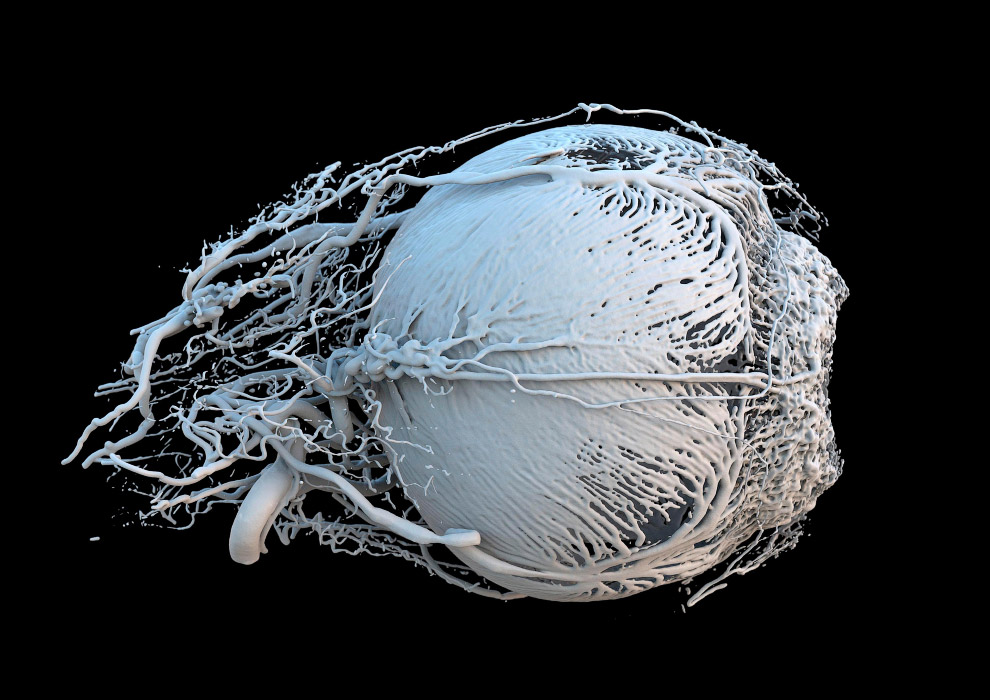 Конкурс фотографии в области биомедицины Wellcome Image Awards 2017: победители