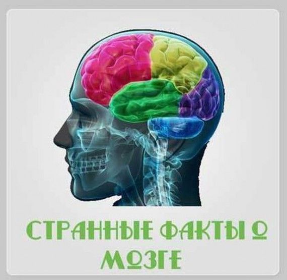 Факты о мозге