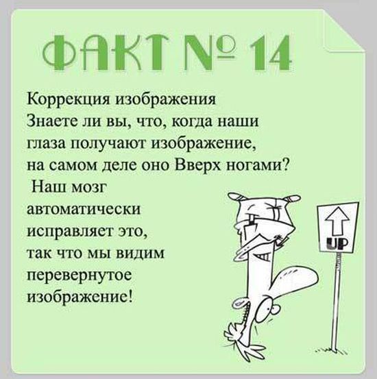 Факты о мозге
