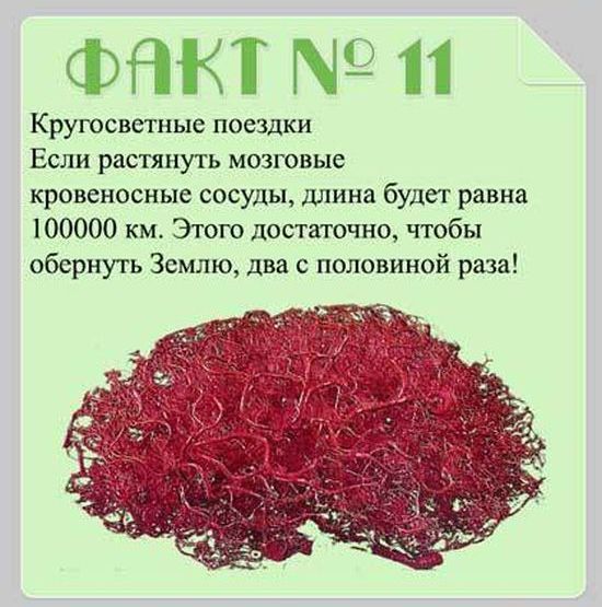 Факты о мозге
