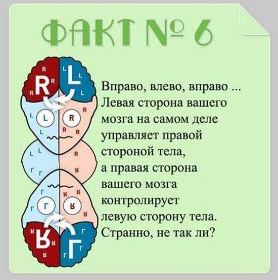 Факты о мозге