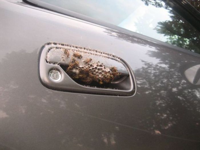 Прикольные картинки