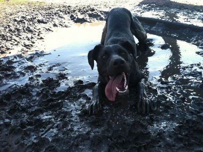 Прикольные картинки