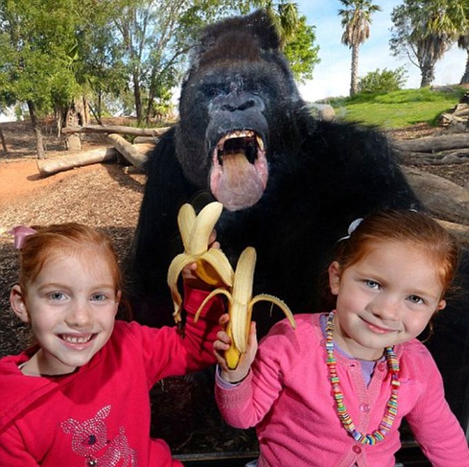 Не дразните горилл! (3 фото)