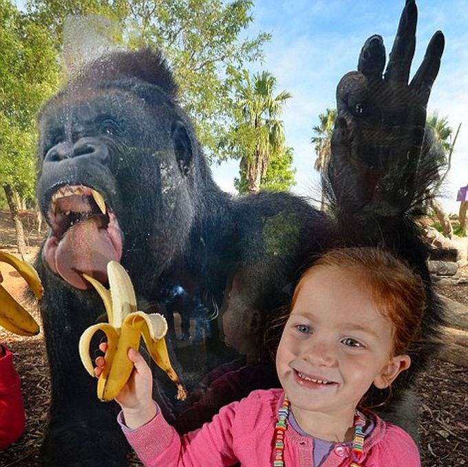 Не дразните горилл! (3 фото)