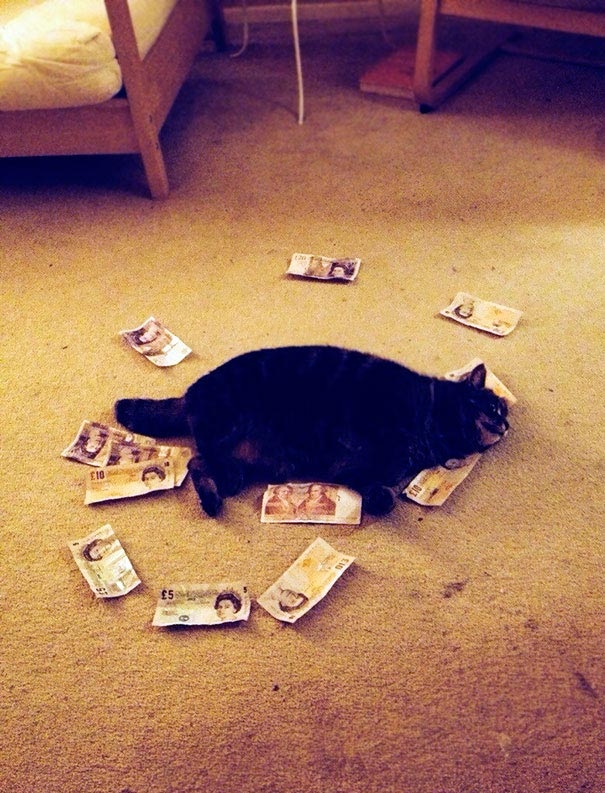 Люди, которые очень пожалели о том, что доверили своих домашних животных кому-то другому