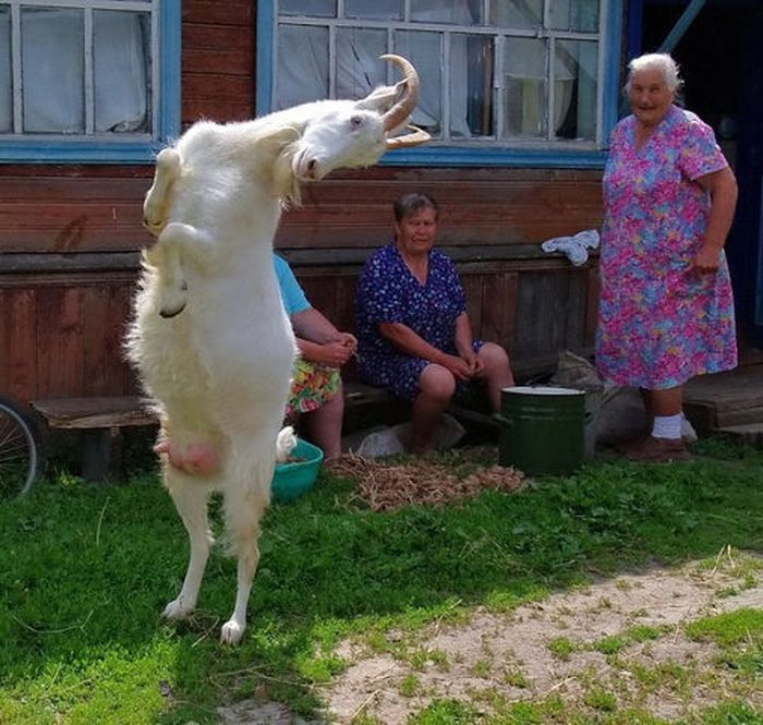 Прикольные картинки (62 фото)