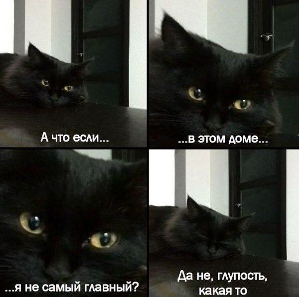 Прикольные картинки