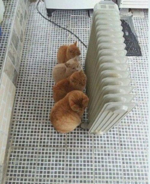 Прикольные картинки