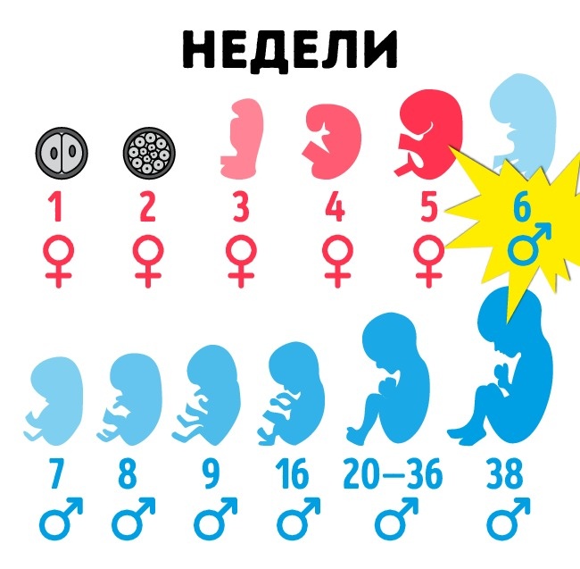 8 фактов о мужском теле, которых мы не знали 8 фактов о мужском теле, которых мы не знали