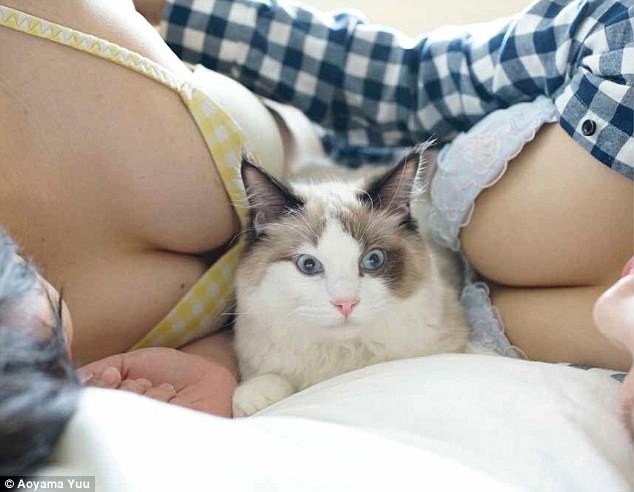 'Котики и груди': Японец выпустил эротический фотоальбом с терапевтическим эффектом