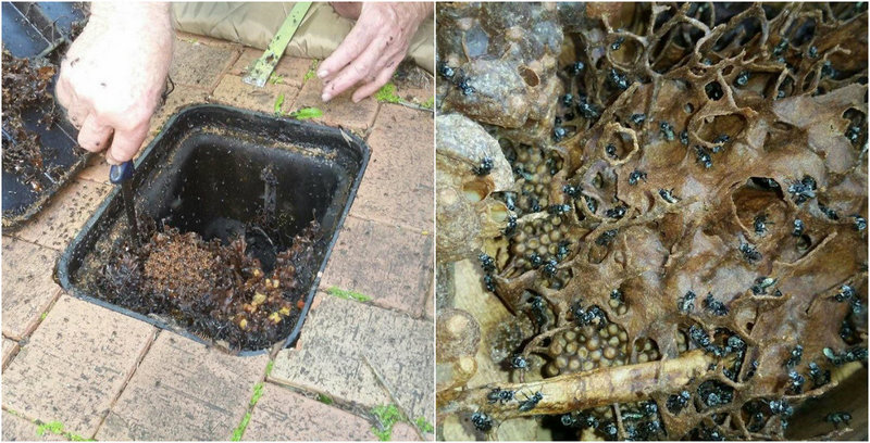 Жуткая находка в счетчике воды Жуткая находка в счетчике воды