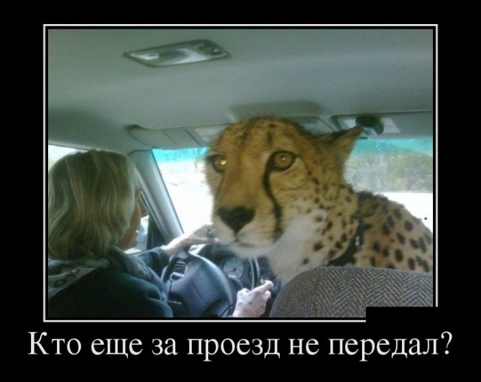 Демотиваторы