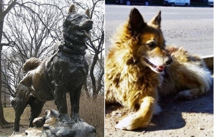 Собаки, которые всю жизнь были преданы людям Собаки, которые всю жизнь были преданы людям
