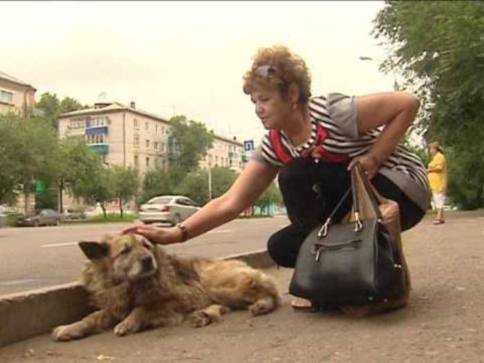 Собаки, которые всю жизнь были преданы людям Собаки, которые всю жизнь были преданы людям