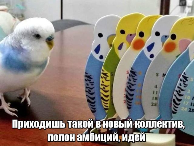 Прикольные картинки