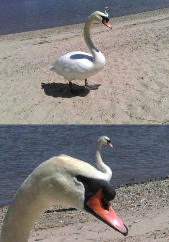 Прикольные картинки
