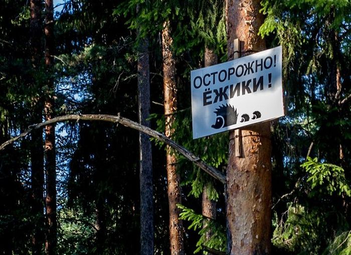 Порция картинок