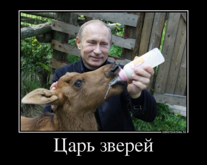 Демотиваторы (73 фото)
