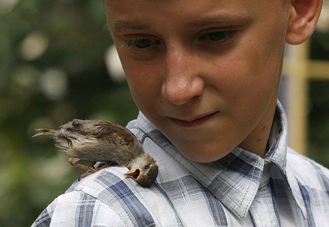 Необычные домашние животные