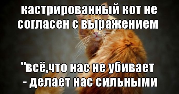 Крылатые фразы и выражения. Крылатые выражения. Согласен с предыдущим оратором. Выражение на все согласен. Прикольные фразы.