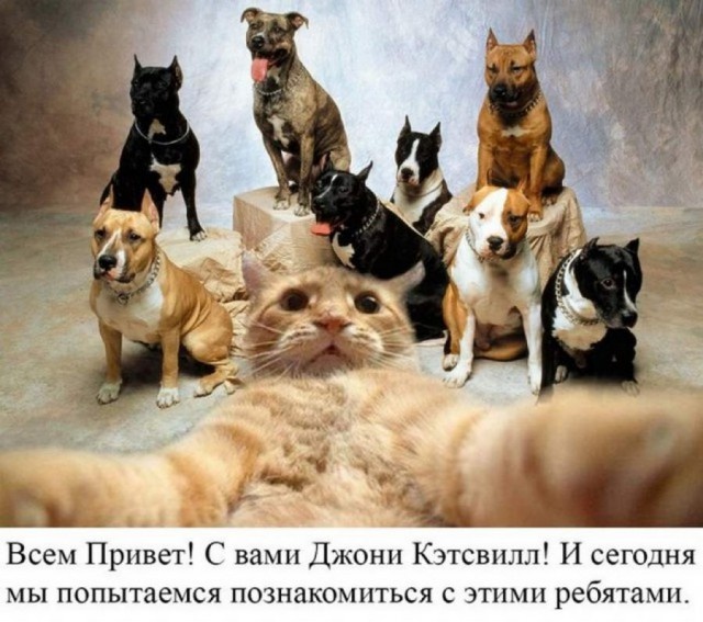 Как появились известные интернет-мемы Как появились известные интернет-мемы