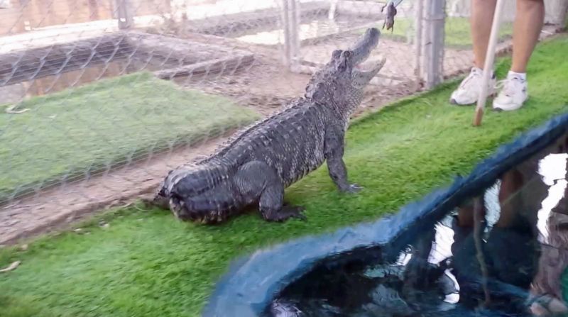Аллигатору без хвоста напечатали протез на 3D-принтере