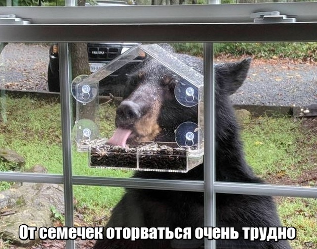 Прикольные картинки