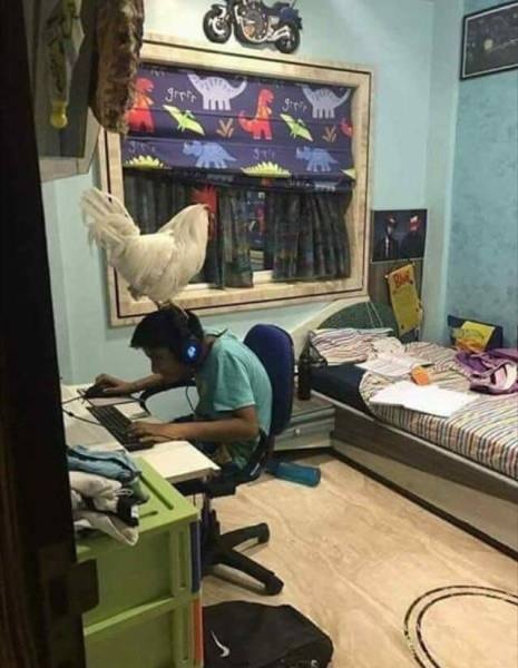 Прикольные картинки