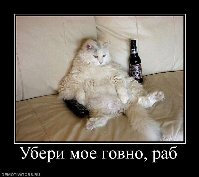 Демотиваторы (85 фото)