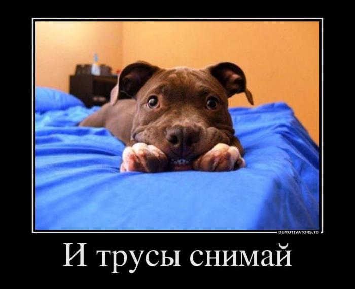 Демотиваторы (85 фото)