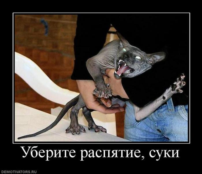 Демотиваторы (85 фото)