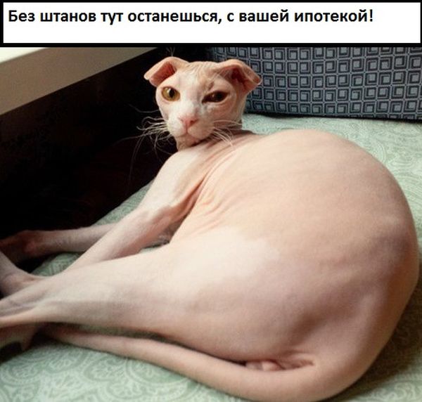 Порция картинок