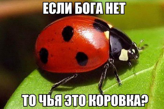 Порция картинок