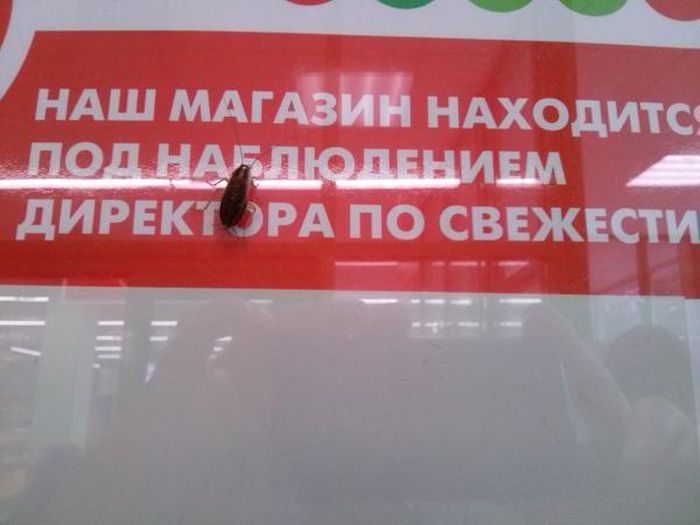 Порция картинок
