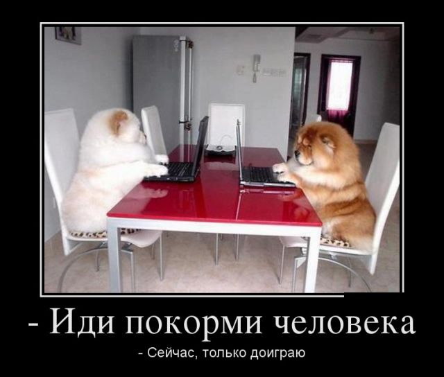 Демотиваторы